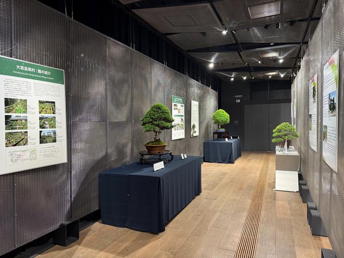盆栽展示