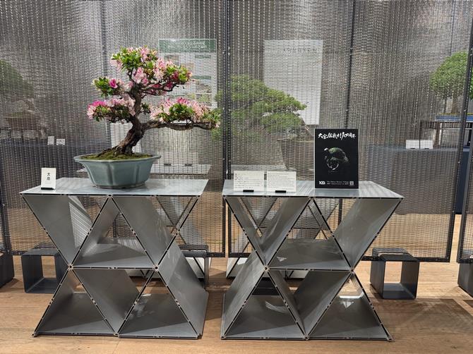 盆栽展示