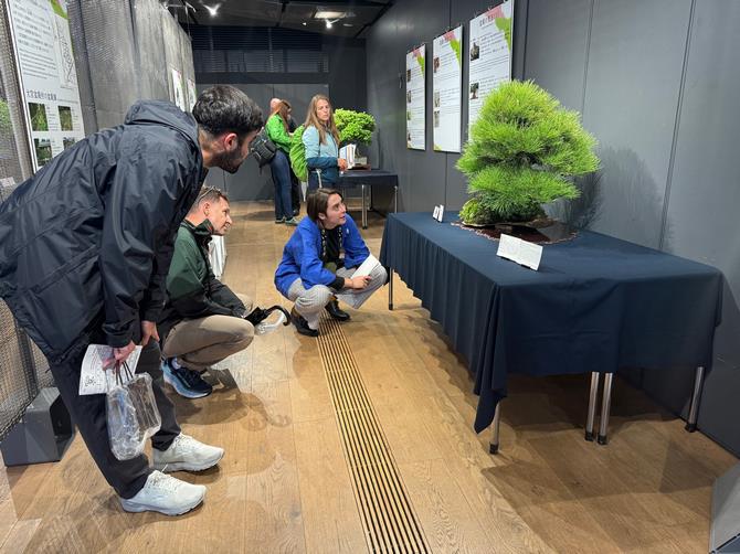盆栽展示