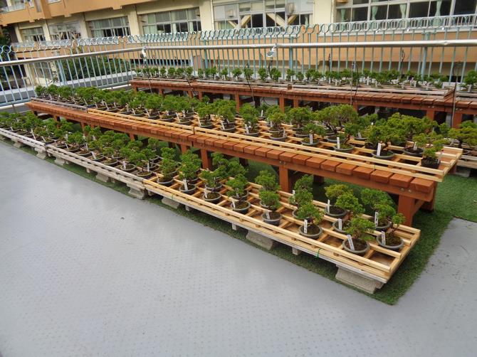 植竹小学校2