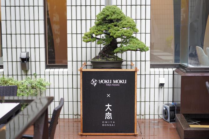 盆栽展示