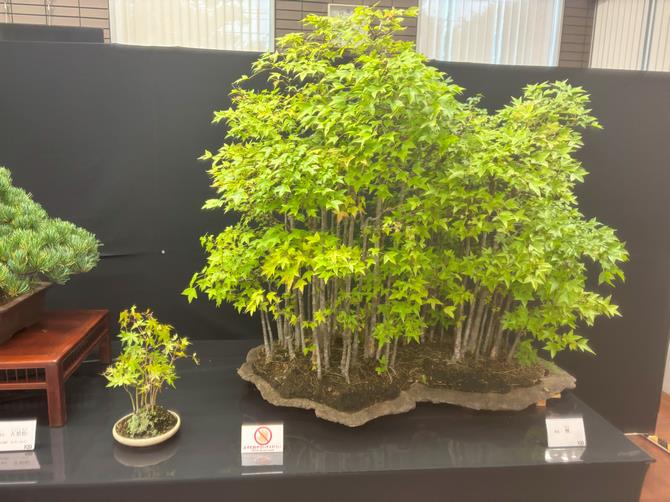 見沼区盆栽展示
