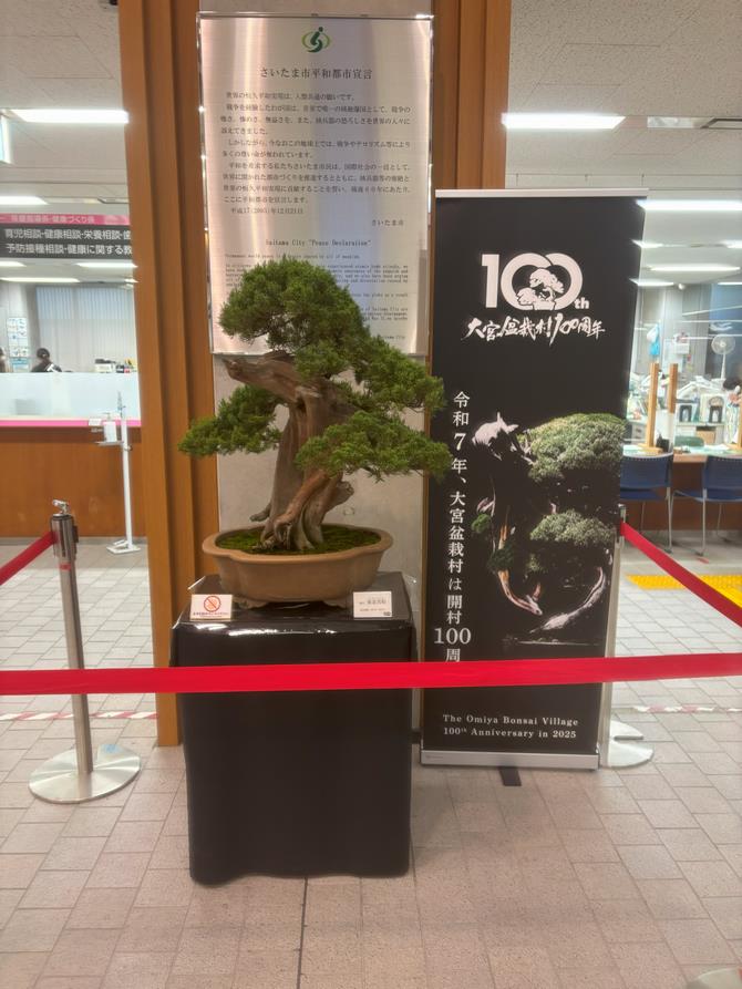 見沼区盆栽展示