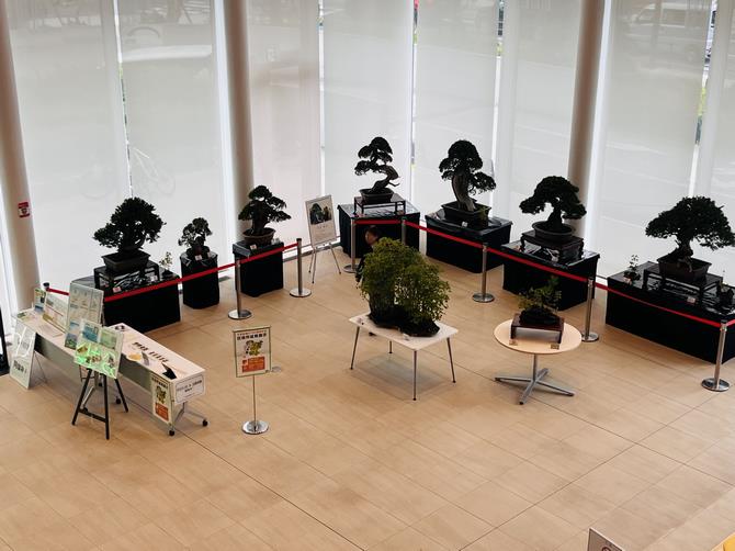 大宮区盆栽展示