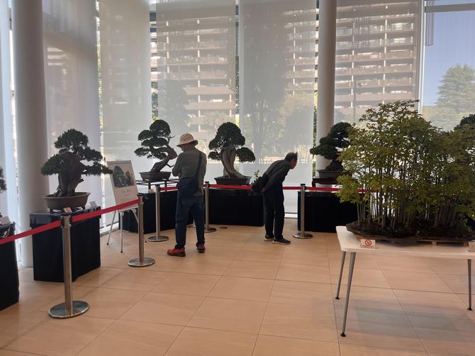 大宮区盆栽展示