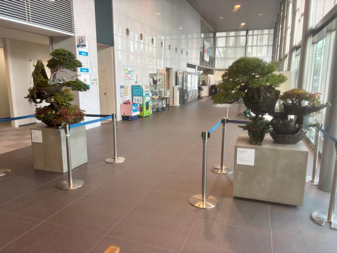 西区盆栽展示