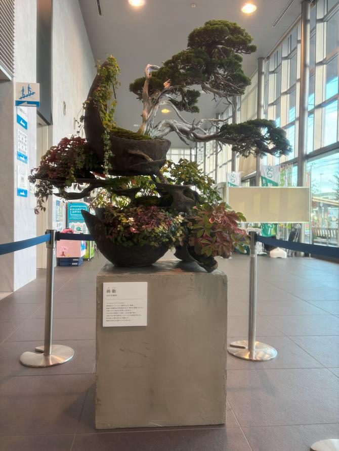 西区盆栽展示