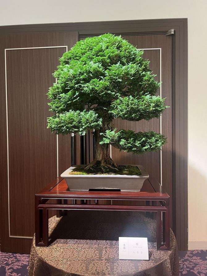 盆栽（九霞園）