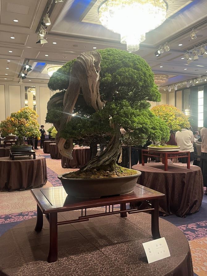 盆栽（藤樹園）