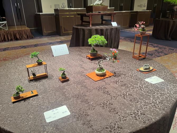 盆栽（盆栽大野）