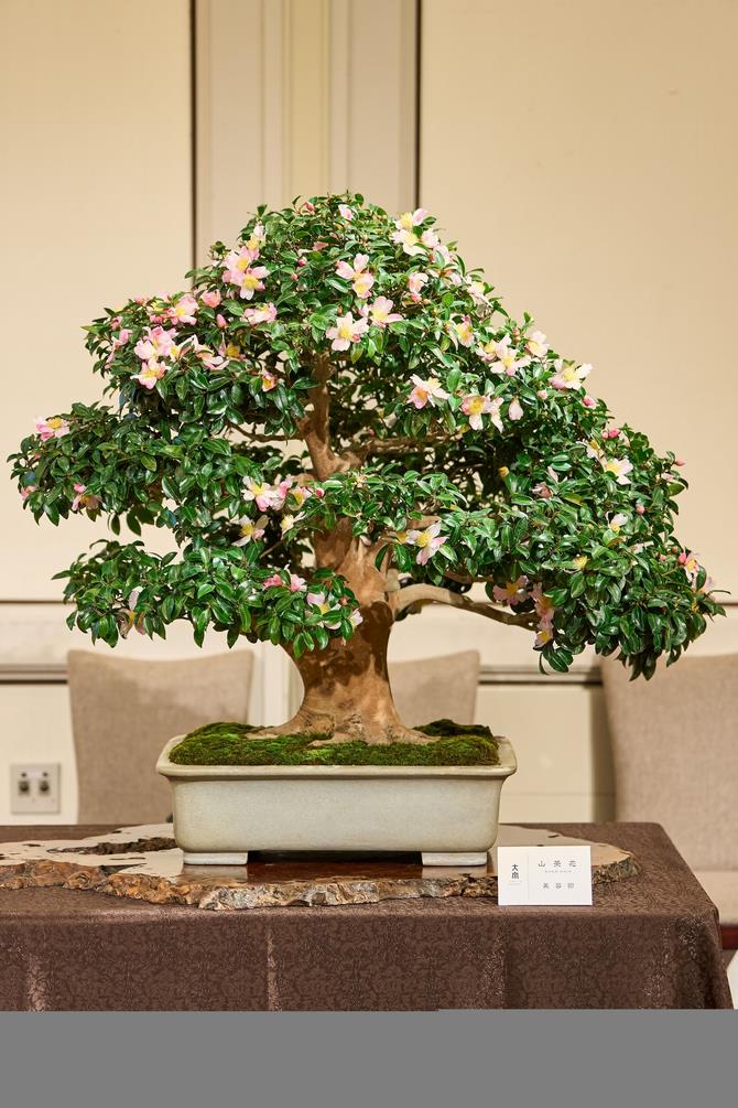 盆栽（芙蓉園）