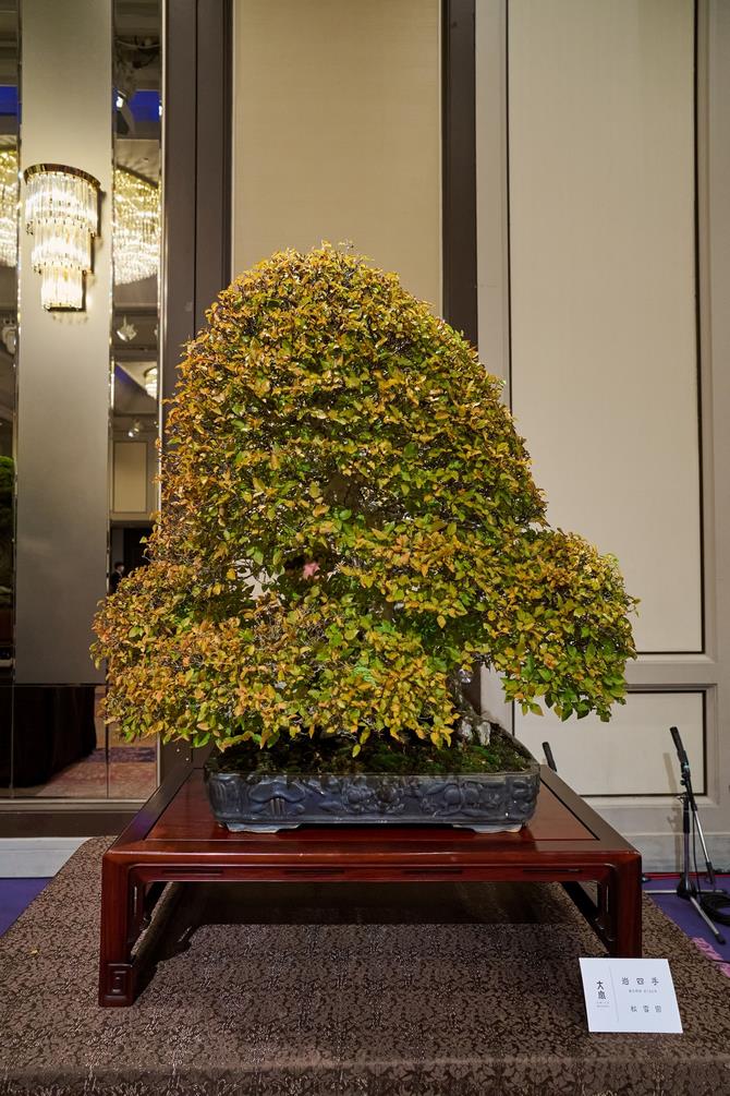 盆栽（松雪園）