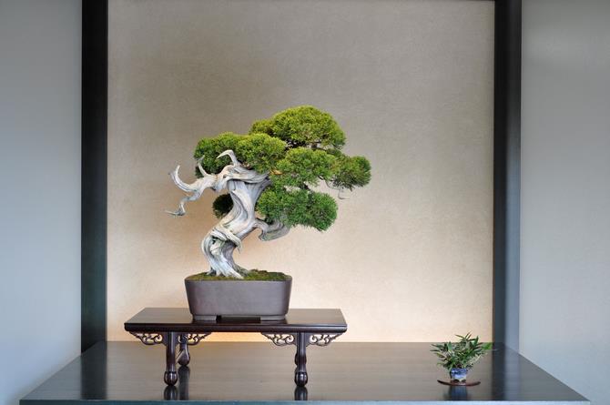 清香園の盆栽