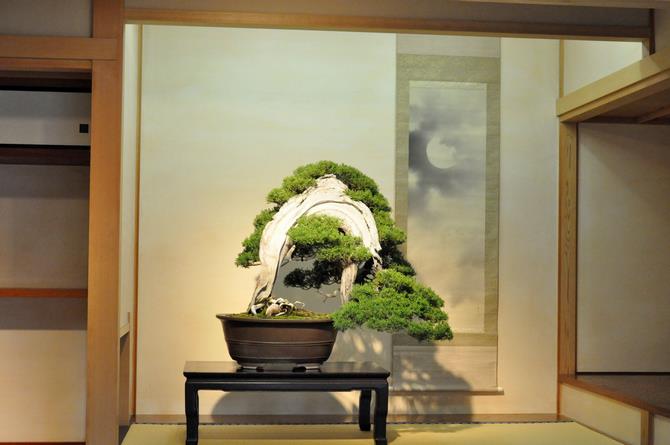 藤樹園の盆栽