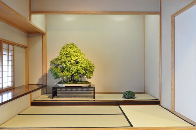 芙蓉園の盆栽