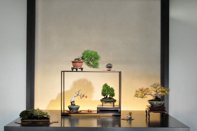 松濤園の盆栽