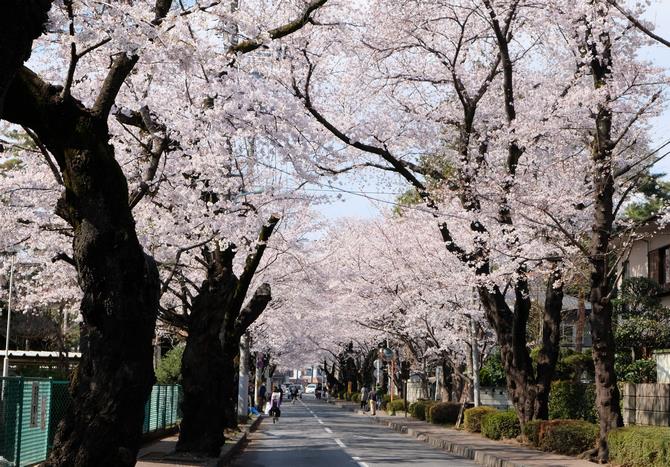 桜並木