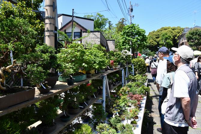 大盆栽まつり