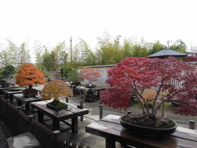 大宮盆栽美術館