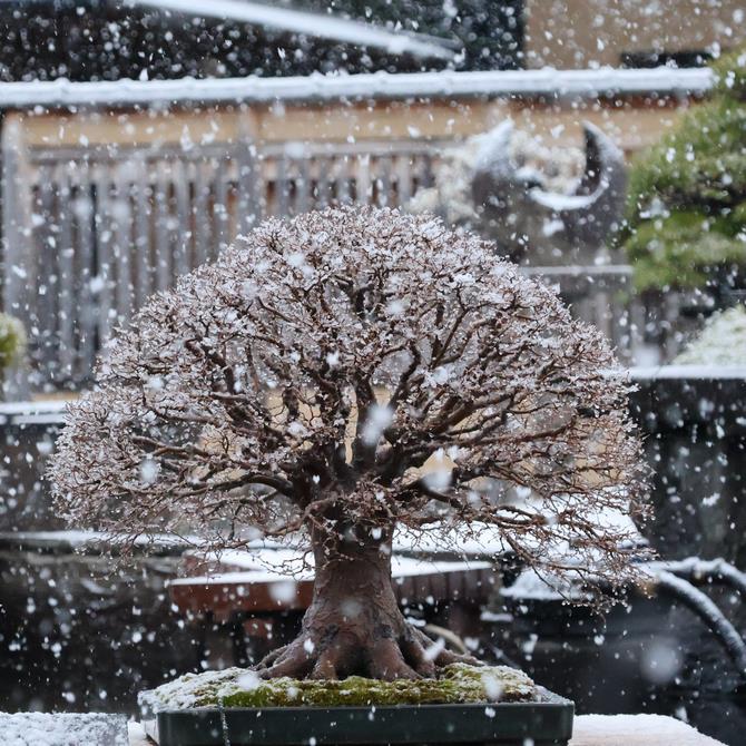 盆栽村雪景色