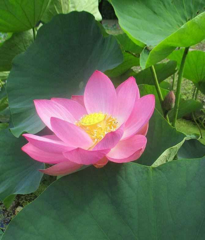 さいたま市／浦和くらしの博物館民家園の古代蓮（令和7年8月15日更新）