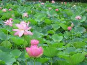 池全体に蓮の花2