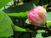 070606古代蓮開花02