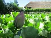 070605古代蓮の蕾　露がきれいです