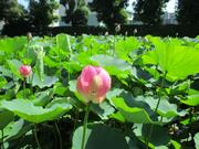 1日目の花と多くの蕾