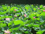 花数が増えた蓮池