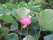 070812最後の一輪