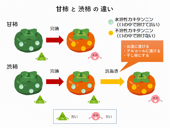 甘柿と渋柿の違い