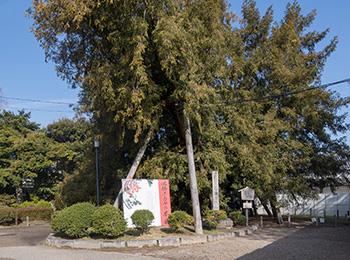 名古屋城のカヤ