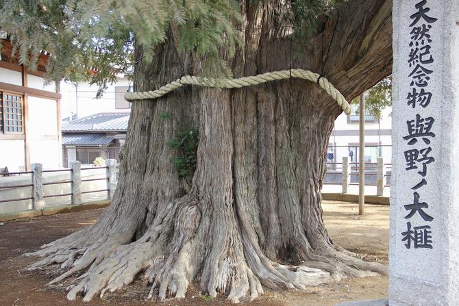 大カヤ根本