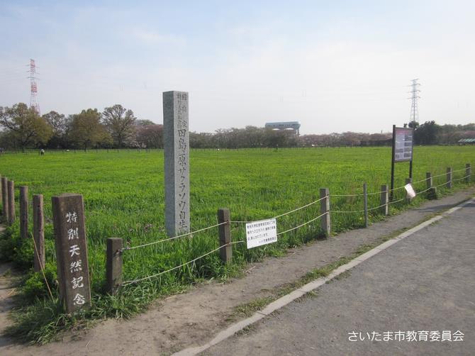 田島ケ原サクラソウ自生地の写真1