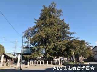与野の大カヤの写真