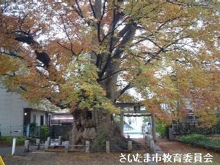 大久保の大ケヤキの写真