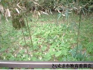 御蔵のクマガイソウの写真2