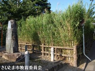 セイコノヨシの写真
