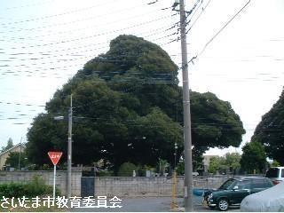 景元寺の北のシイノキの写真