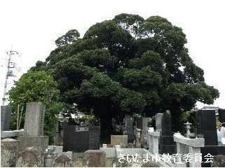 景元寺の南のシイノキの写真