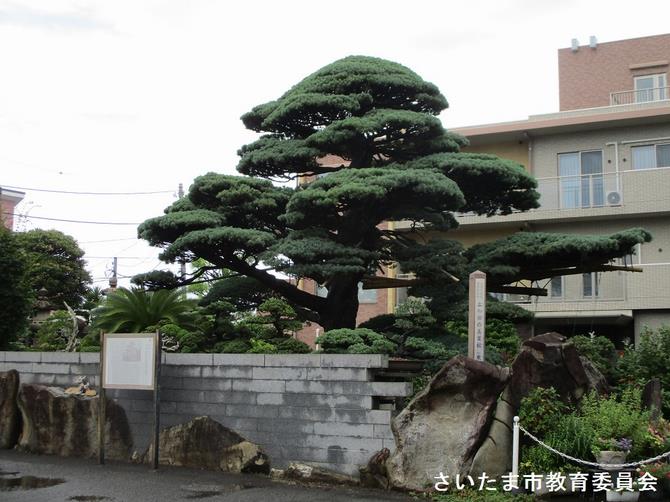 さいたま市／文化財紹介 大和田の五葉松（東）