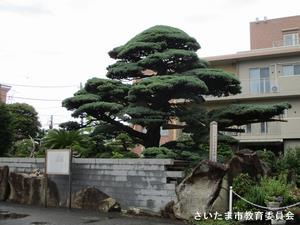 大和田の五葉松（東）の写真