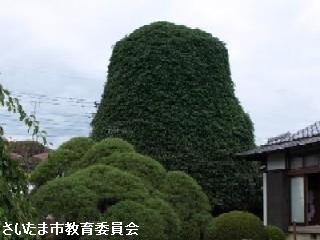 砂のモッコクの写真