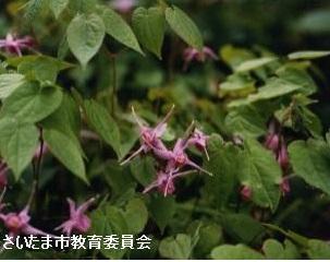 御蔵のイカリソウの写真1