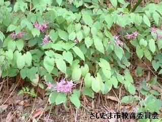 御蔵のイカリソウの写真2