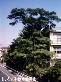 宮原小学校のセンダン