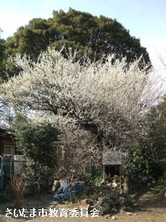 大興寺のウメの写真