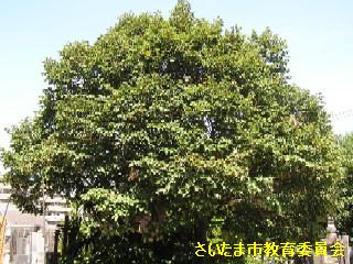 東泉寺のボダイジュ