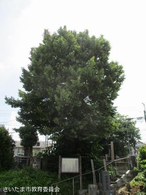 山崎のボダイジュ